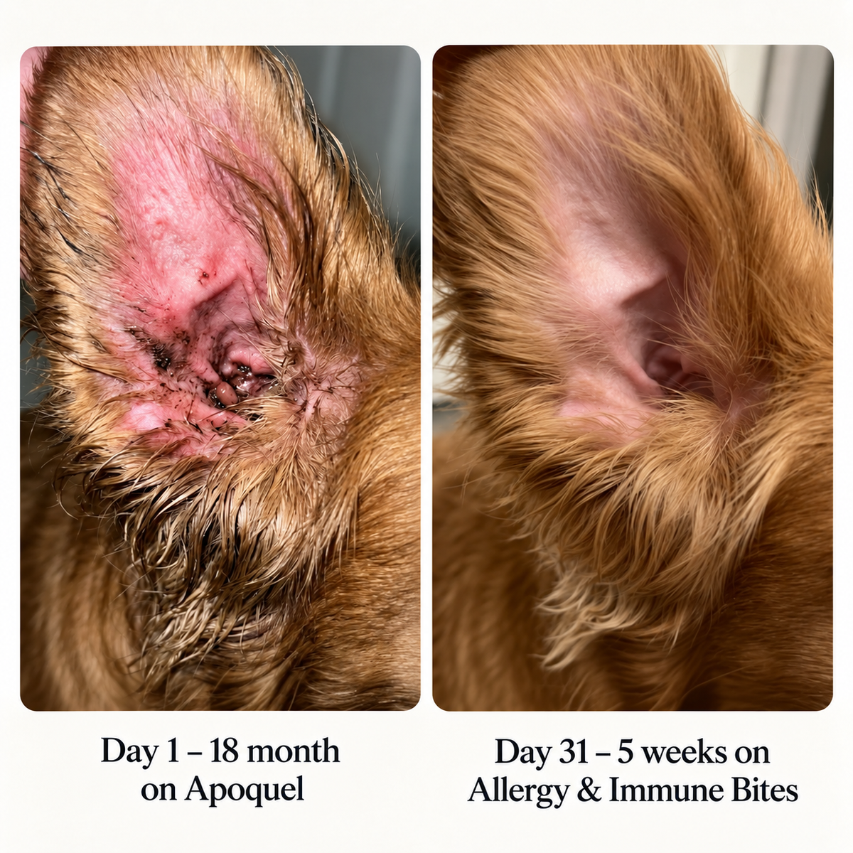 Allergy & Immune Bites