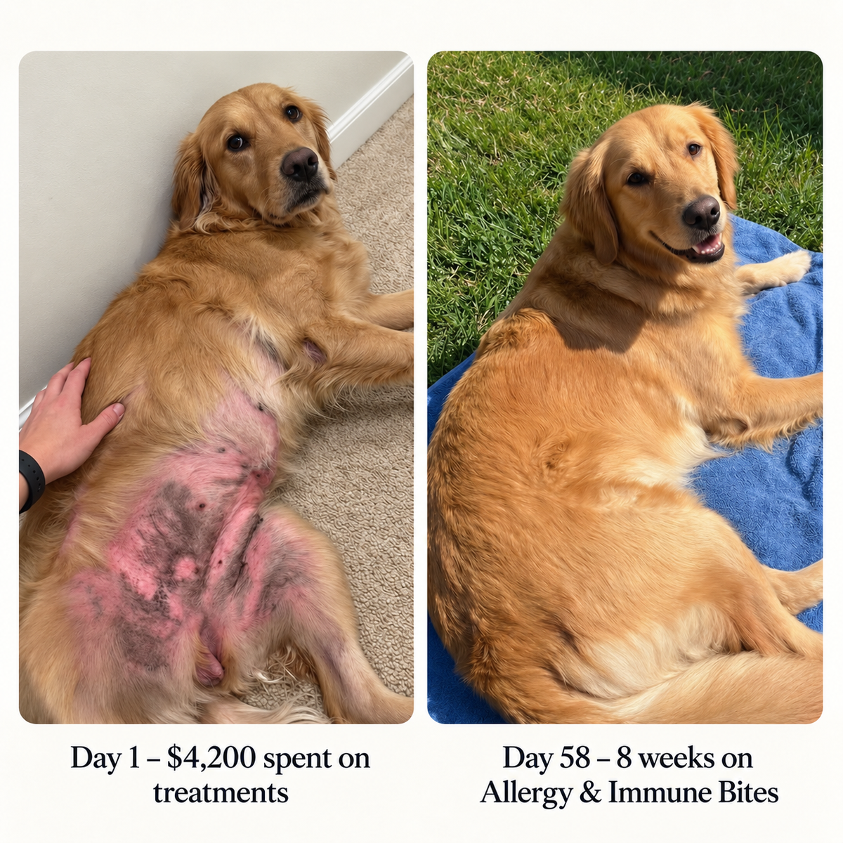 Allergy & Immune Bites