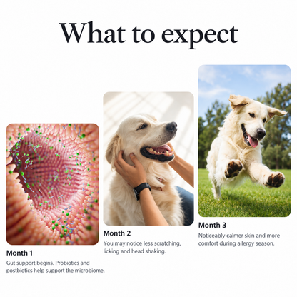 Allergy & Immune Bites